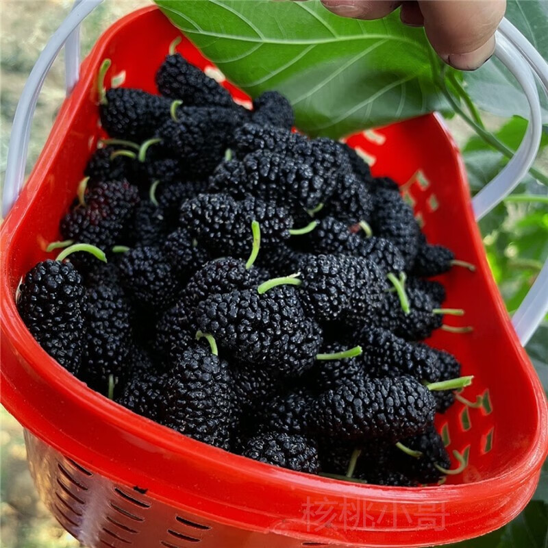 直达新鲜桑葚鲜果黑桑葚果孕妇水果桑椹泡酒桑枣现发新鲜桑葚5斤
