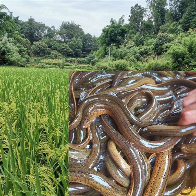 荣郁鳝鱼苗 鲜活黄鳝苗长鱼苗小黄鳝泥鳅淡水养殖鳝鱼幼苗一斤包 鳝