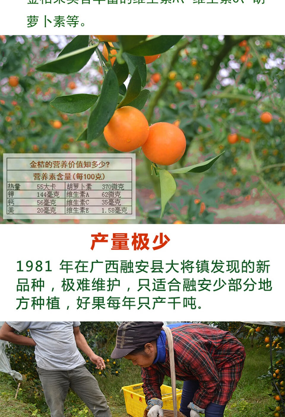 金桔广西融安滑皮金桔小金桔橘子生鲜水果金橘当季(顺丰发货) 中果(32