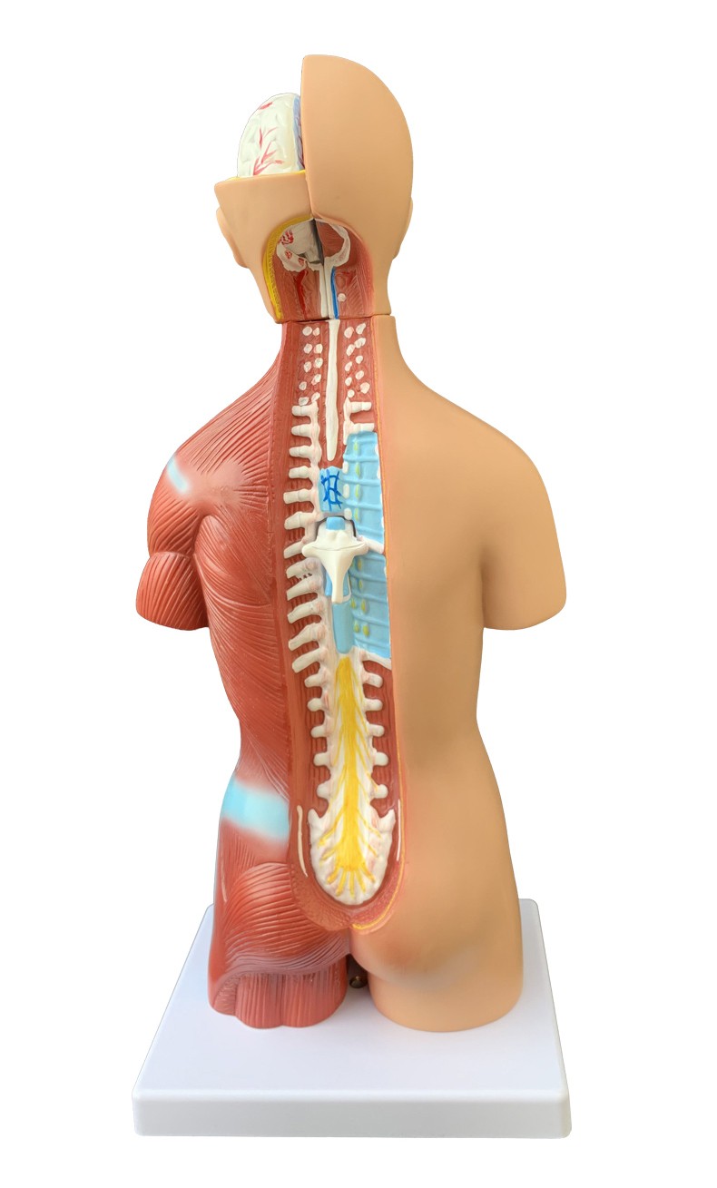 23件人体解剖模型器官可拆卸医学教学心脏内脏模型玩具躯干系统结构图