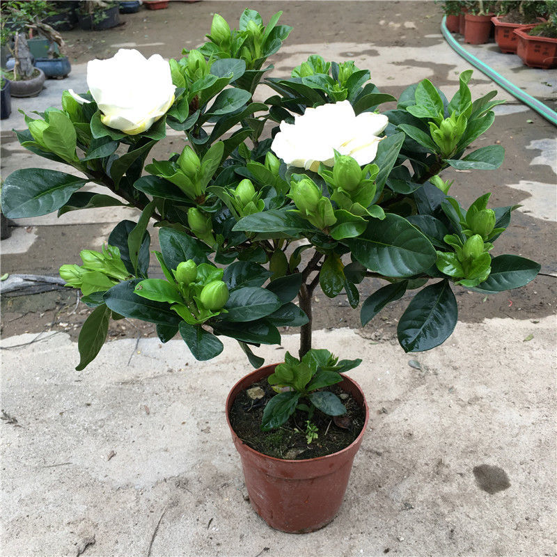 2盆230#重瓣栀子花(中叶)【图片 价格 品牌 报价】-京东