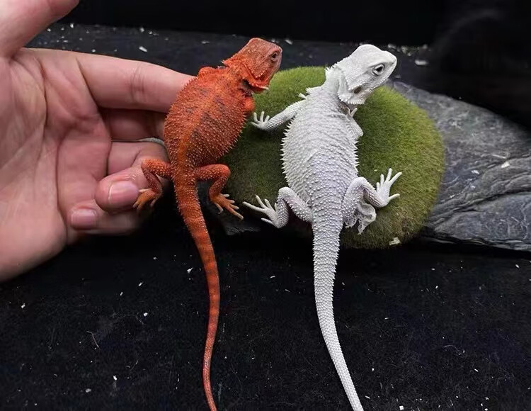 鬃狮蜥宠物鬃狮蜥蜴豹纹守宫活体经典爬宠吃菜温顺好养包活水财神