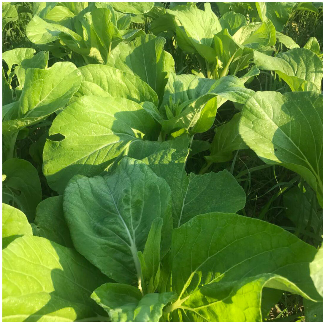 生鲜农家肥种植新鲜白菜苔绿菜心时令应季蔬菜4斤湖北武汉加油