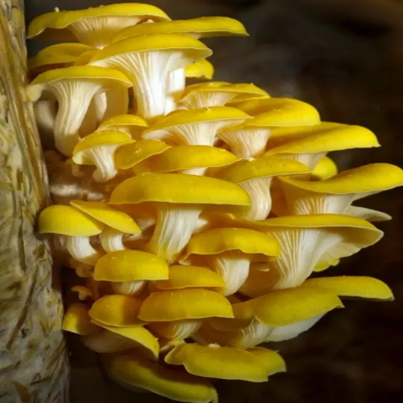 东北特产新鲜榆黄蘑干货鸡油菌玉黄金菇金顶蘑菇自产农产品 1000g