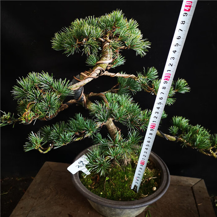 爆皮精品五针松盆景盆栽四季常青松树实物 粉红色 35 含盆【图片 价格