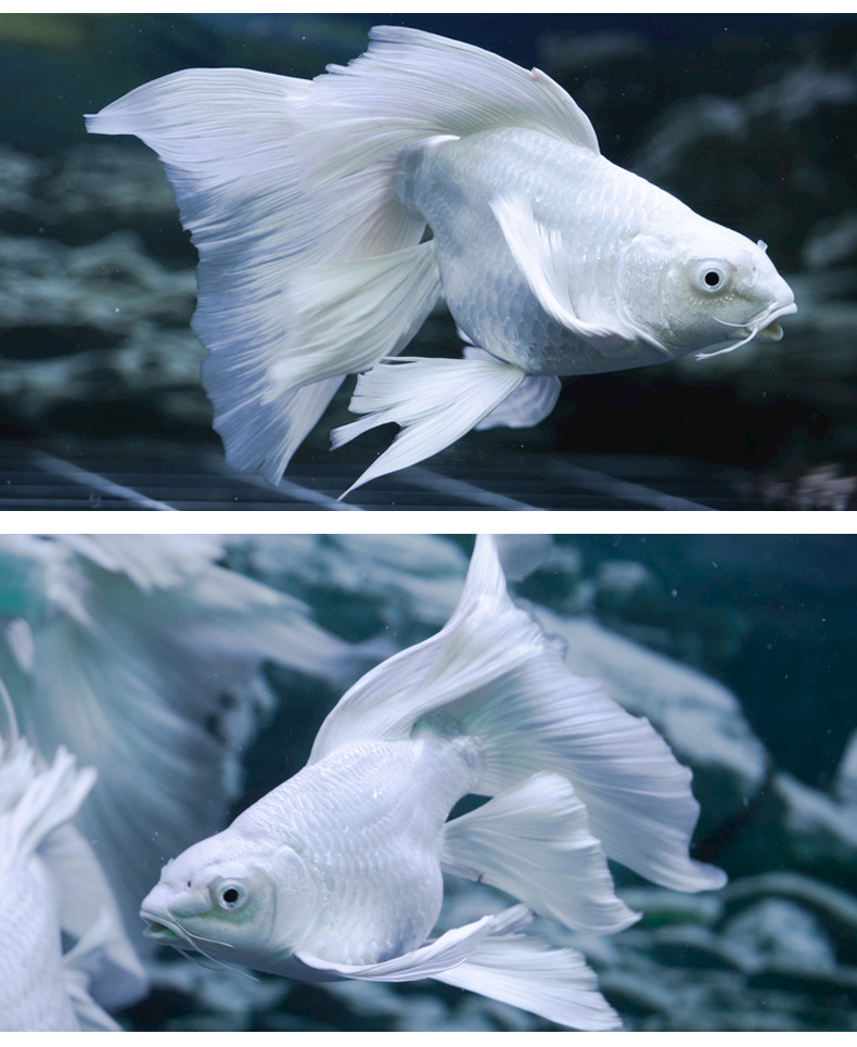 台湾蝴蝶鲤活鱼观赏鱼纯种大鳍大尾熊猫蝴蝶鲤球体球形贵妃龙凤长