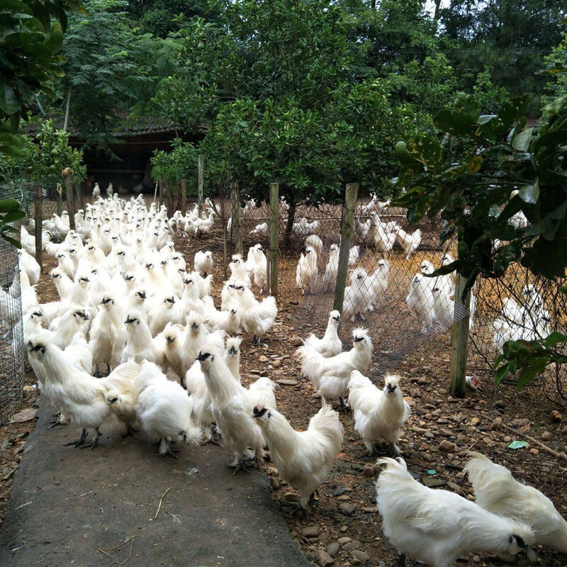 纯种白凤乌鸡散养泰和乌鸡白乌鸡小鸡活体半大鸡脱温乌骨鸡竹丝鸡