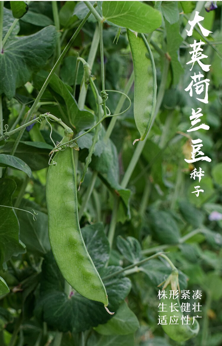 豆種子各種豆類豌豆大莢荷蘭豆豆角秋冬季播種家庭種植蔬萊蔬菜毛豆