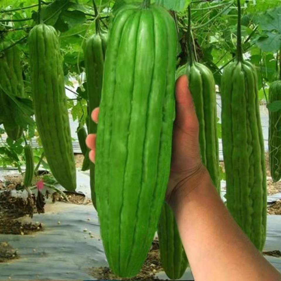 48小时发货苦瓜高产早熟白绿苦瓜种籽大肉苦瓜四季庭院阳台蔬菜批发四