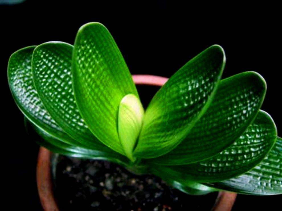 长春君子兰小苗 珍珠元宝麻脸钢板坑纹 室内盆栽绿植 珍珠元宝麻脸2年