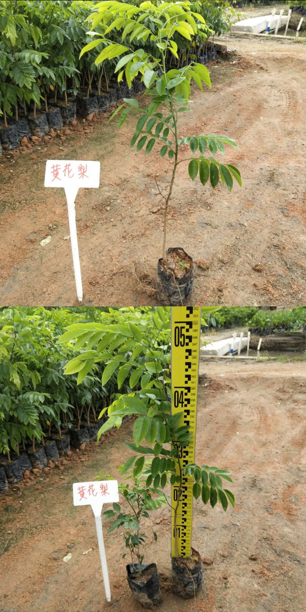 花果山正宗海南黄花梨树苗降香黄檀名贵苗木黄花梨苗红木黄花梨地栽