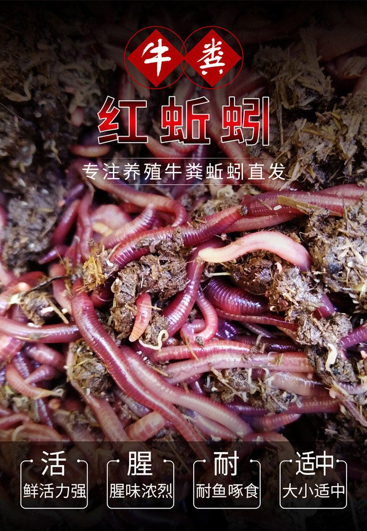 红虫活饵蚯蚓大号特大鲜活诱饵鲫鱼散装钓鱼饵料垂野钓盒装蚯蚓粪通货