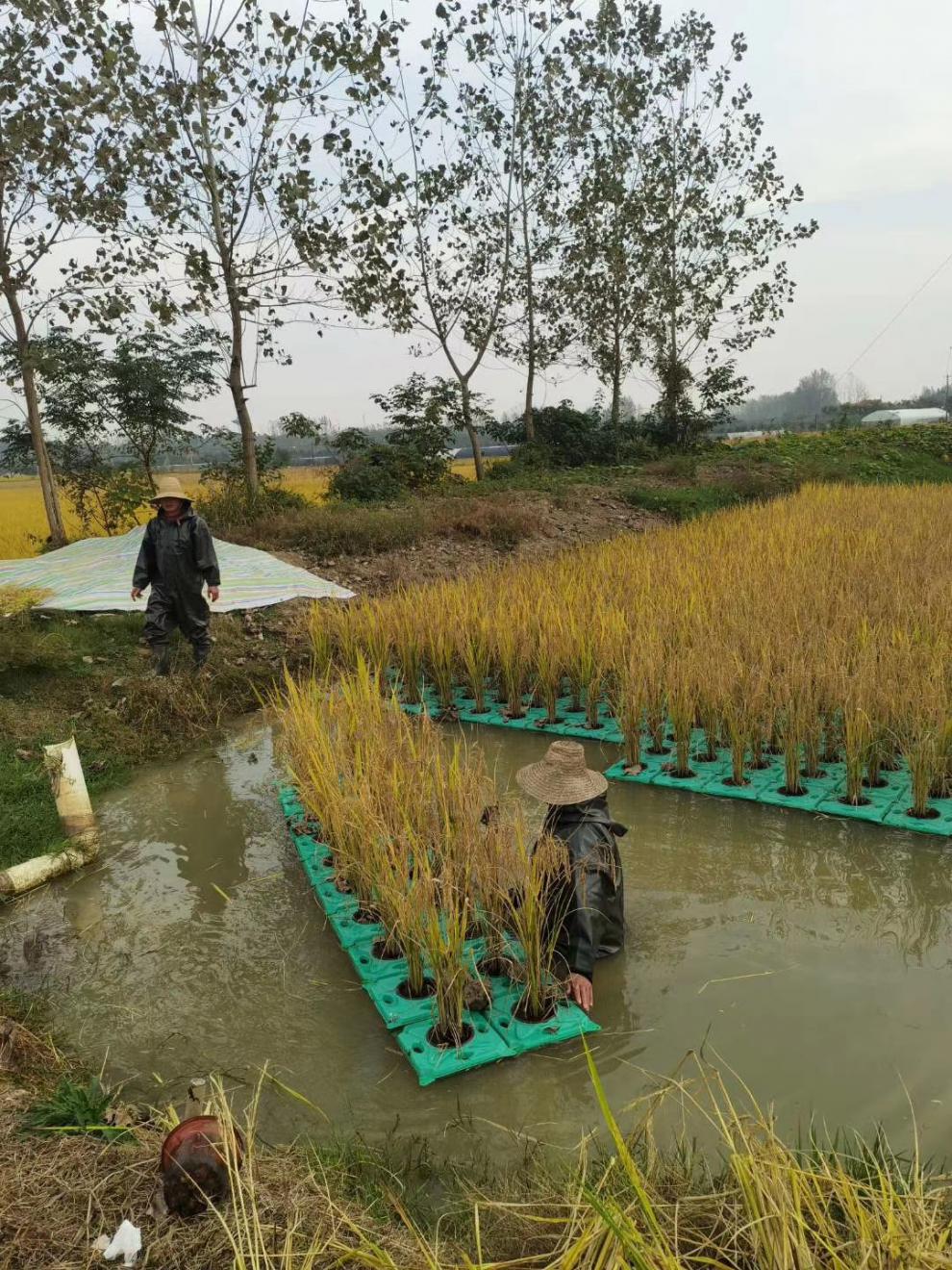 人工生态浮床生态浮岛水上种植人工浮岛生态浮床蔬菜种植水质 八孔