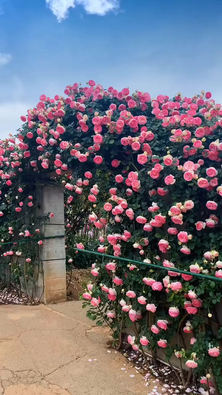 瑰瑋爬藤各種品種龍沙寶石藤本月季特大薔薇花苗爬牆庭院拱門四季開花