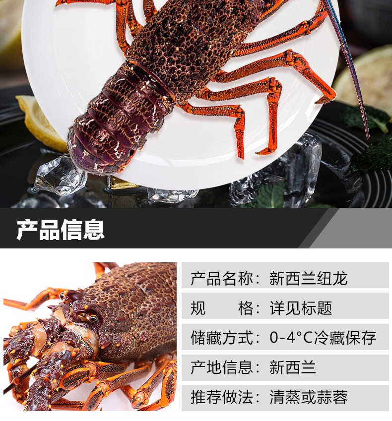活鲜御食之鲜新西兰纽龙大龙虾大澳龙鲜活海鲜水产大