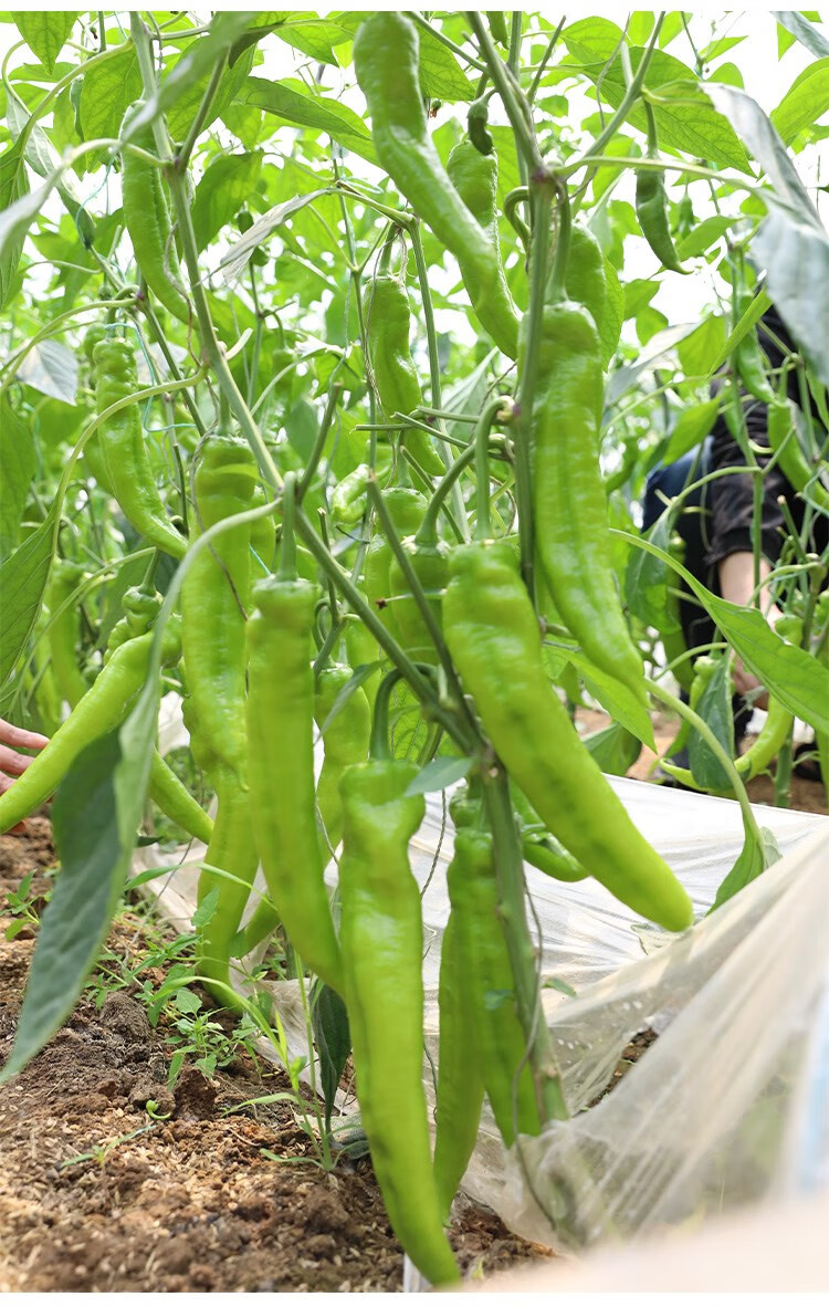 尖椒种子种籽孑辣椒苗秧苗菜苗蔬菜阳台超辣盆栽春季大株幼苗秧辣帝1