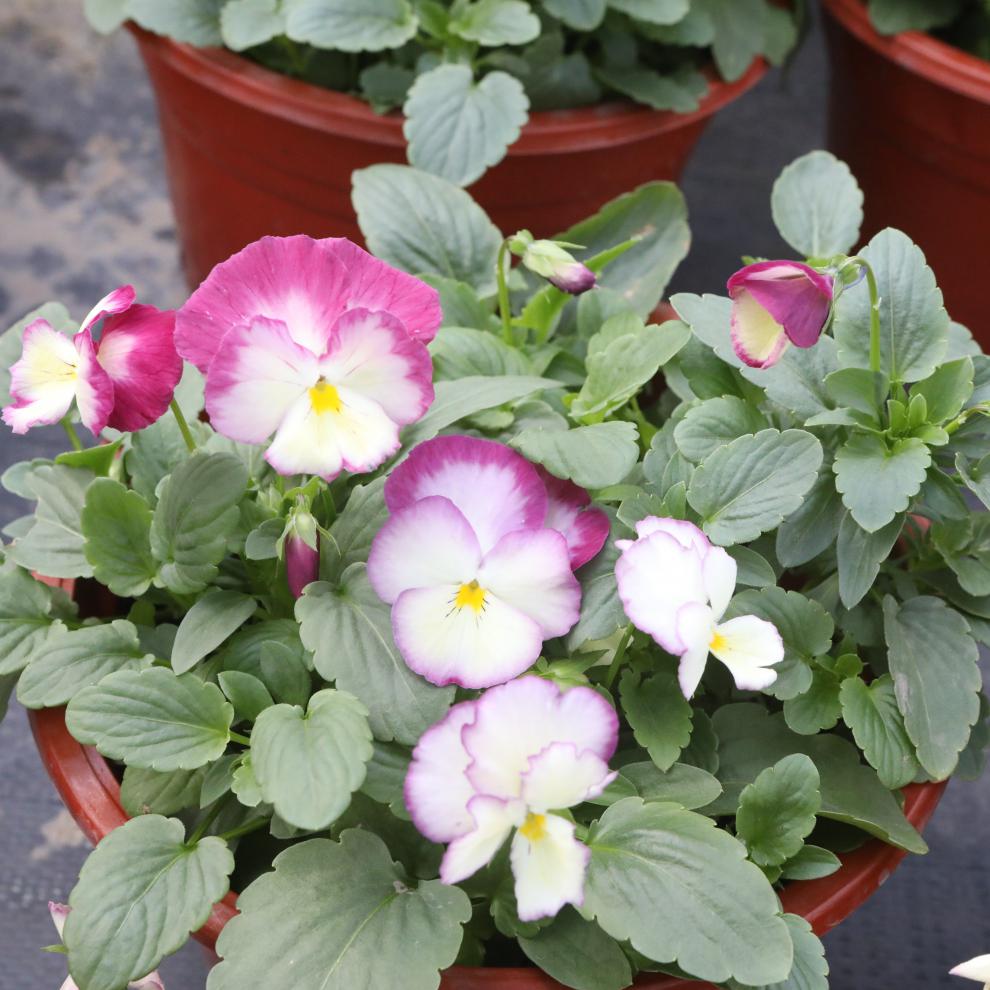 三色堇盆栽苗角景耐寒冷猫儿脸阳台盆栽花卉植物蝴蝶冬季花苗角瑾