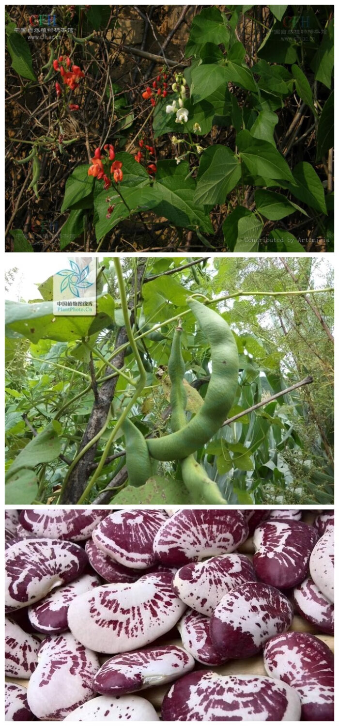 老品种荷包豆小粒白芸豆云南大理洱源农家高山坡地种植新自然晒干华海