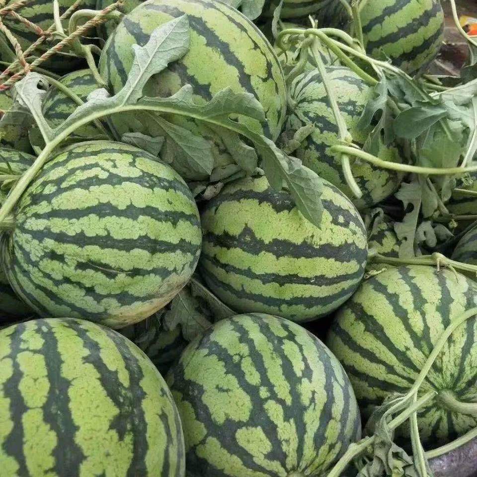 商超品质8424麒麟西瓜薄皮少籽大西瓜清甜多汁现摘现卖新鲜河南西瓜23
