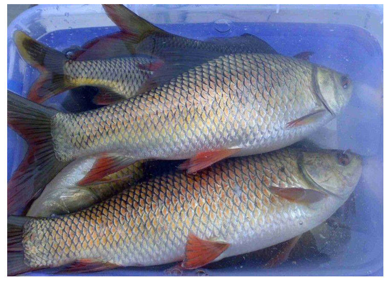 有仁堂鲮鱼苗麦鲮鱼苗麦鲮鱼淡水活体观赏麦鲮鱼苗包活 7-9cm100条餸3