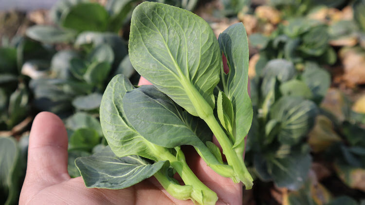 苏北新鲜蔬菜霜冻青菜苔 苏州青菜苔 油菜苔 甜糯嫩菜心 白菜菜心 5斤