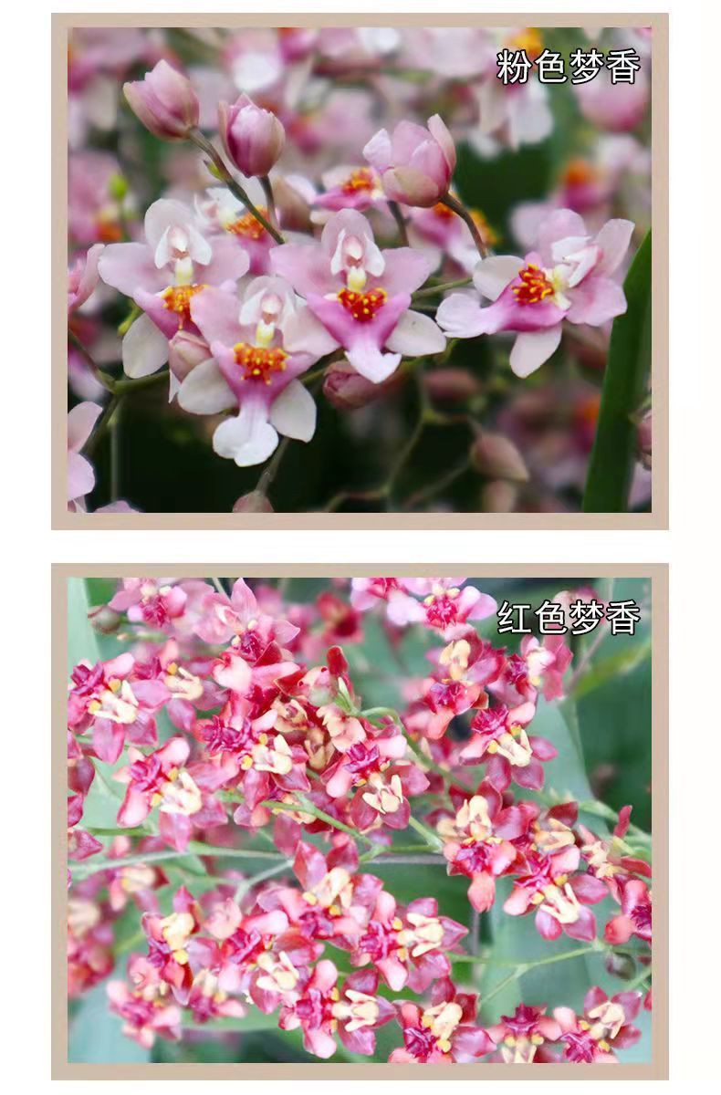 文心兰梦香兰水养带花苞水培植物孟香兰闻心兰盆栽花卉开花浓香粉色8