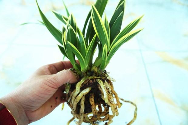 亏本价兰花金边矮种金凤凰精品四季兰花建兰名品圆尾艺 金凤凰圆尾艺