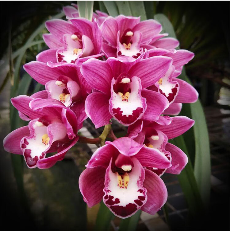 卡庭森【中国红】大花蕙兰浓香秋冬带花苞四季兰花卉绿植盆栽 中国红4