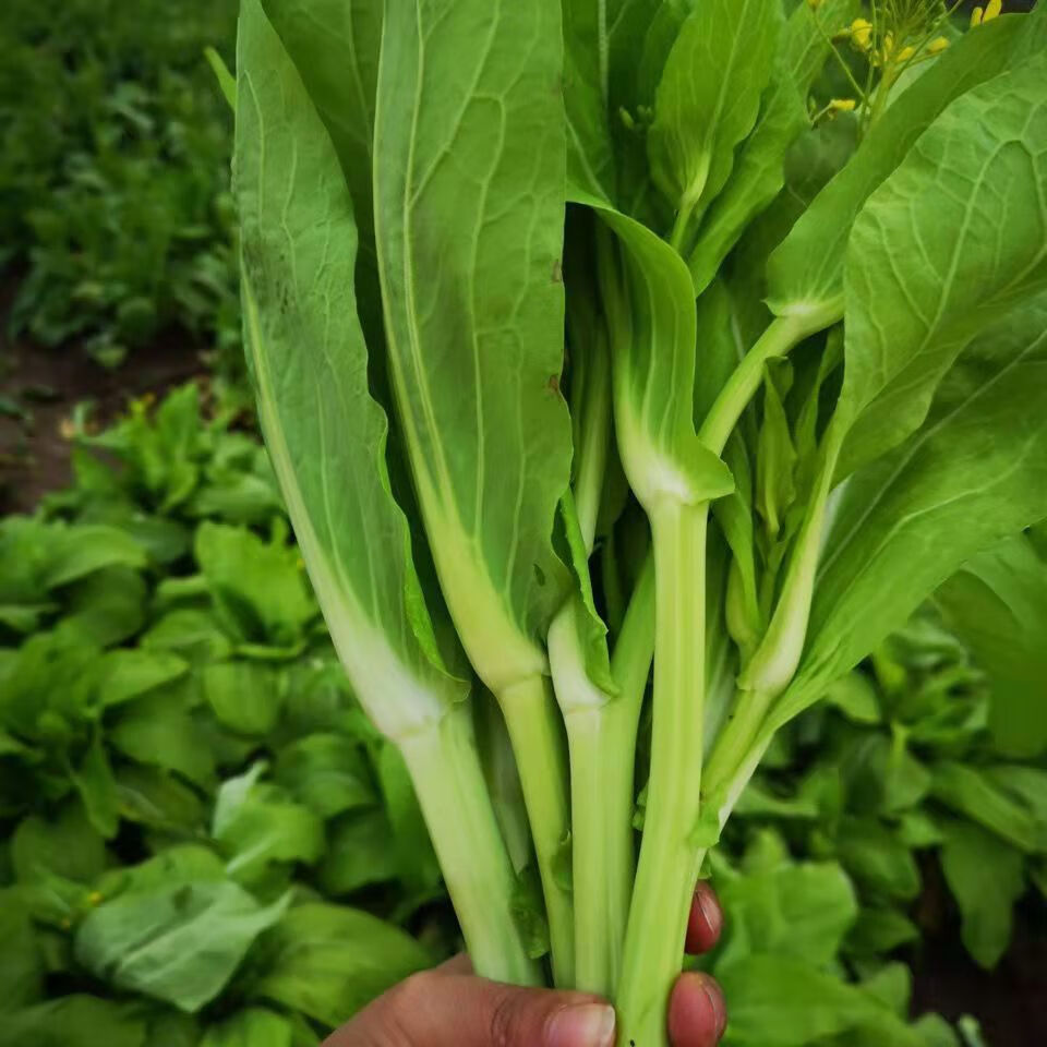 白菜薹菜薹新鮮柳葉菜心菜花綠菜薹白菜薹農家現摘現髮油菜花蔬菜