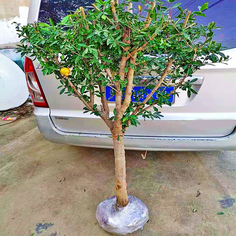 【京选优品】石榴树树苗特大突尼斯软籽石榴苗盆栽南方北方种植当年