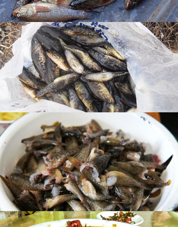 老头鱼黑龙江特产东北河鱼新鲜食用小杂鱼 原味 中大号3斤装(每斤15条