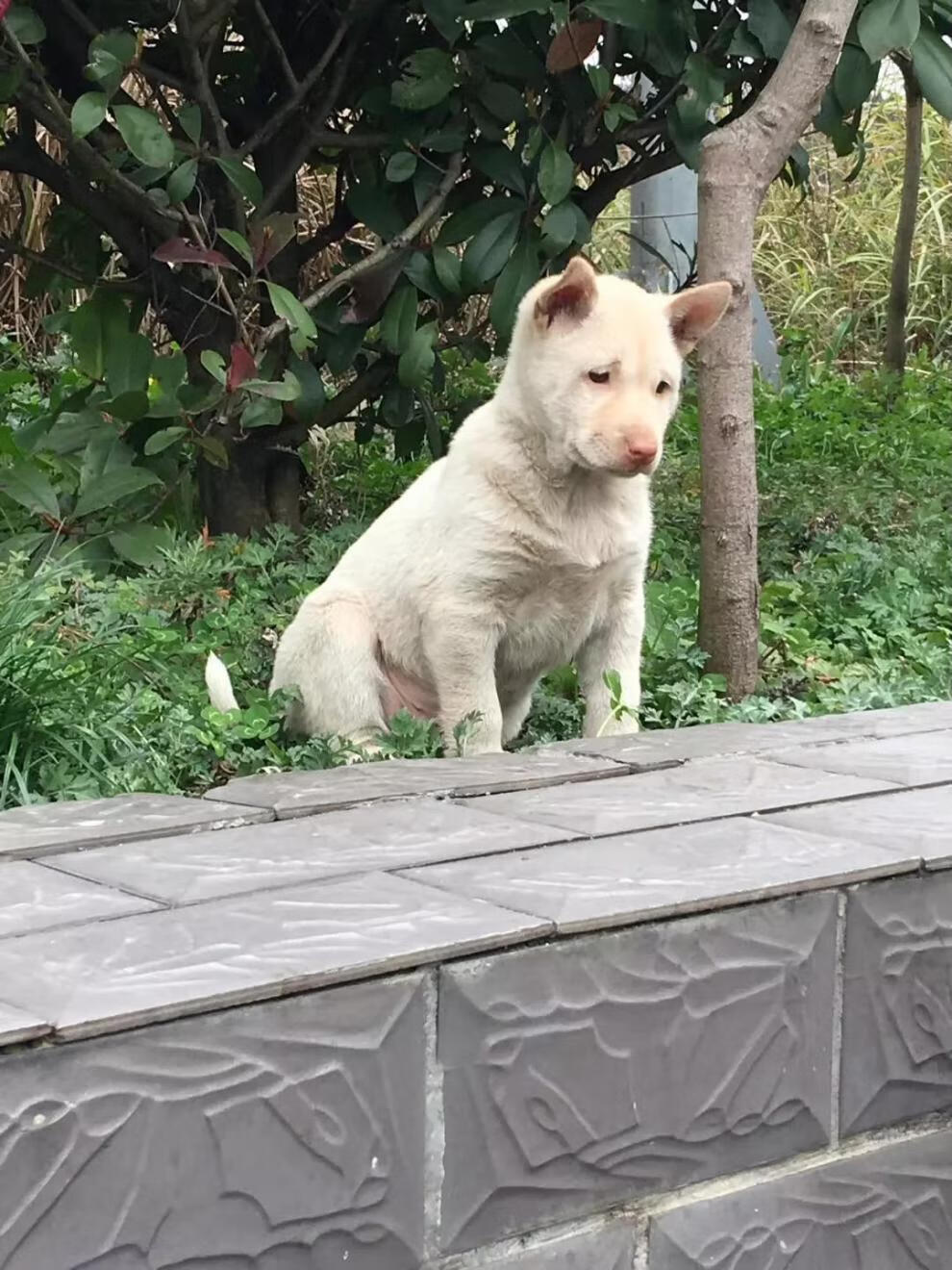 麥基樂 下司犬貴州純種凱里五紅下司獵犬兩個月活體狗中短毛【圖片