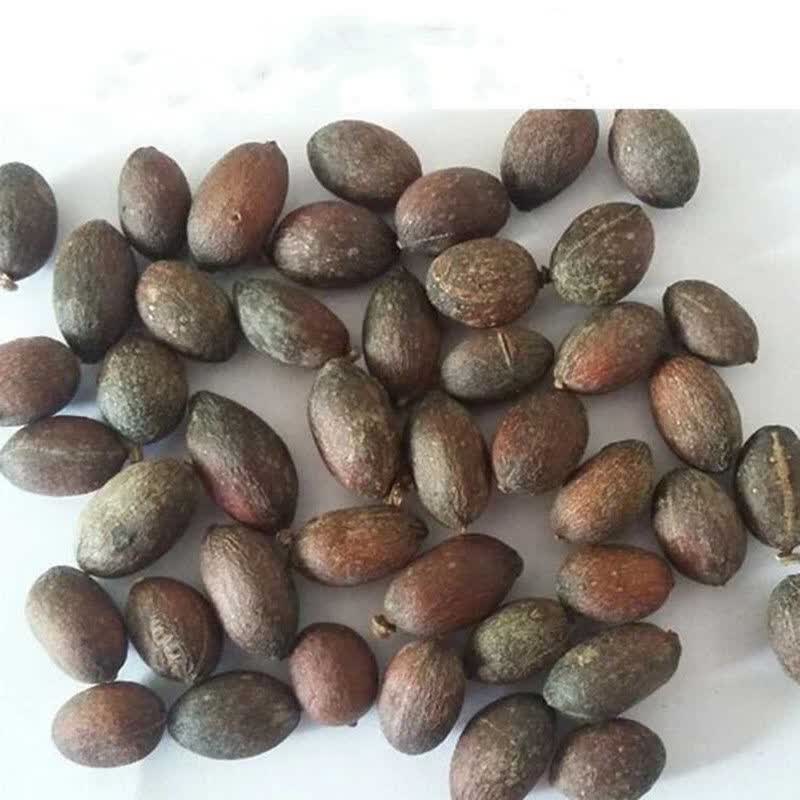 中药材葵树子100g500g野生葵扇子葵扇籽葵树子蒲扇子蒲葵子 葵树子500