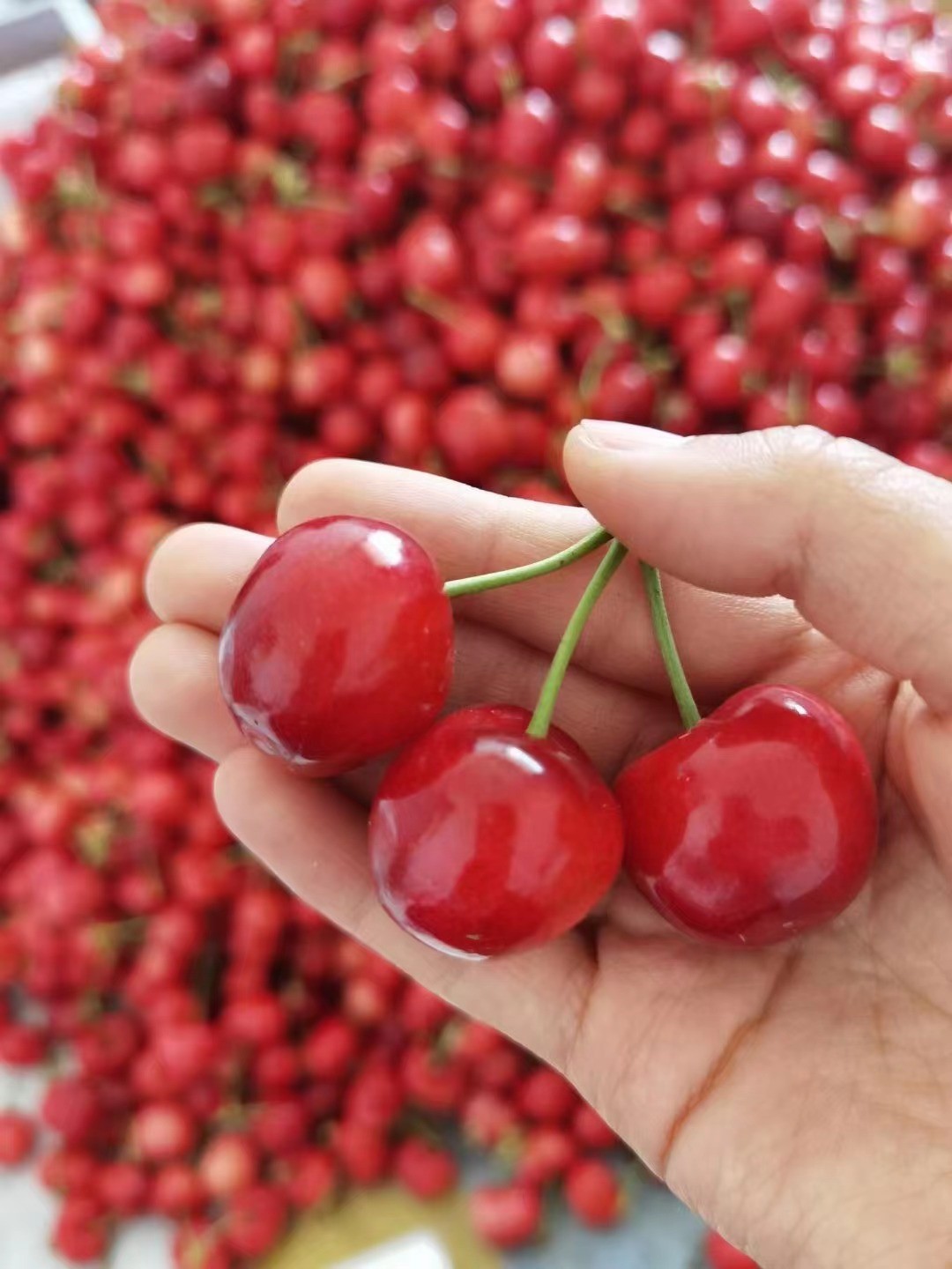 空运冷链高山果更甜甘肃天水大樱桃新鲜水果车厘子应季孕妇水果大红灯