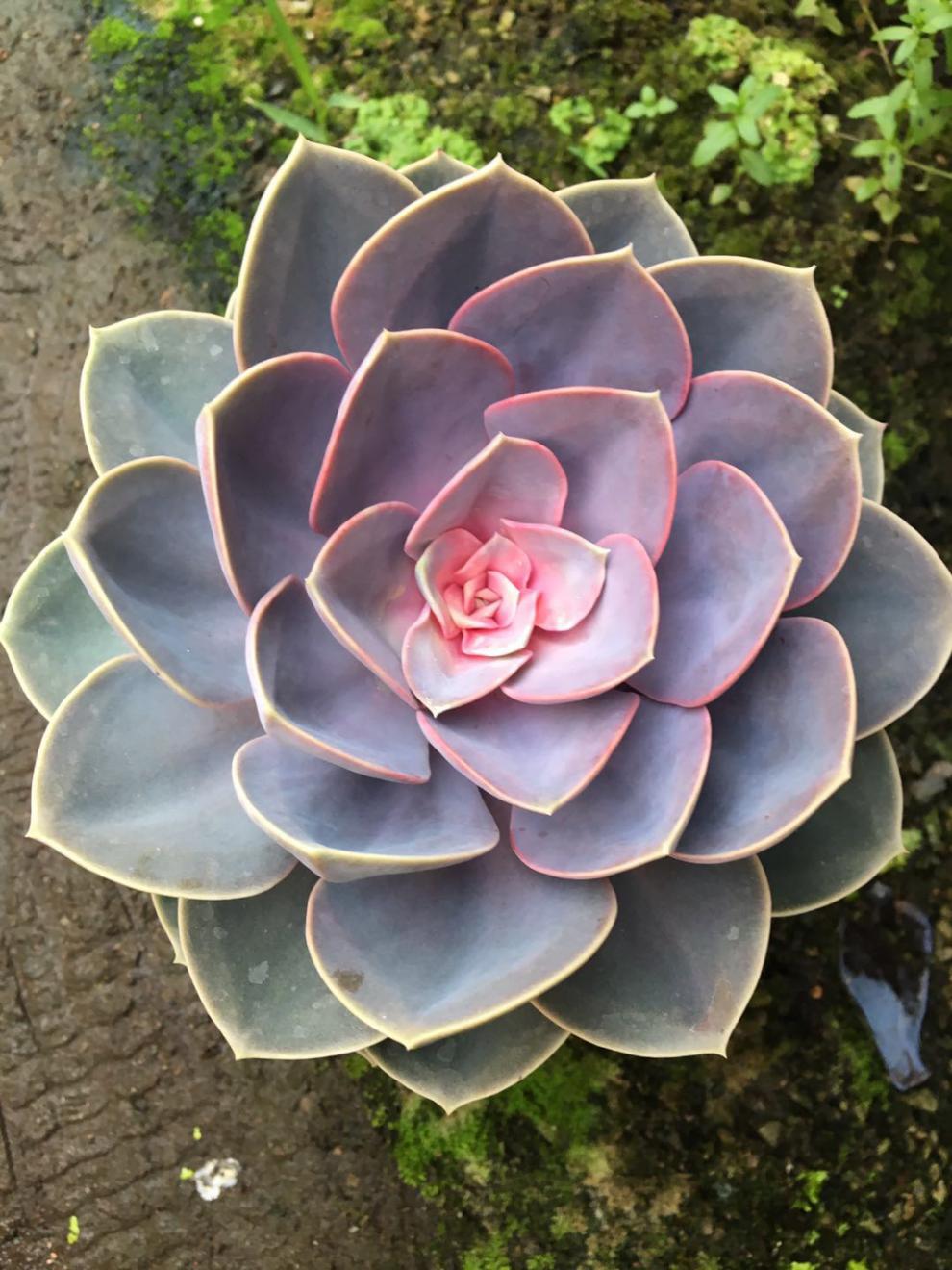 园艺红心莲多肉紫珍珠超大老桩植物群生含盆带土栽好一物一拍好养