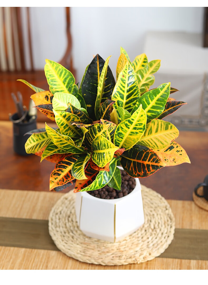 木繁 七彩变色木盆栽招财植物变叶木室内绿植阳台好养活四季净化空气