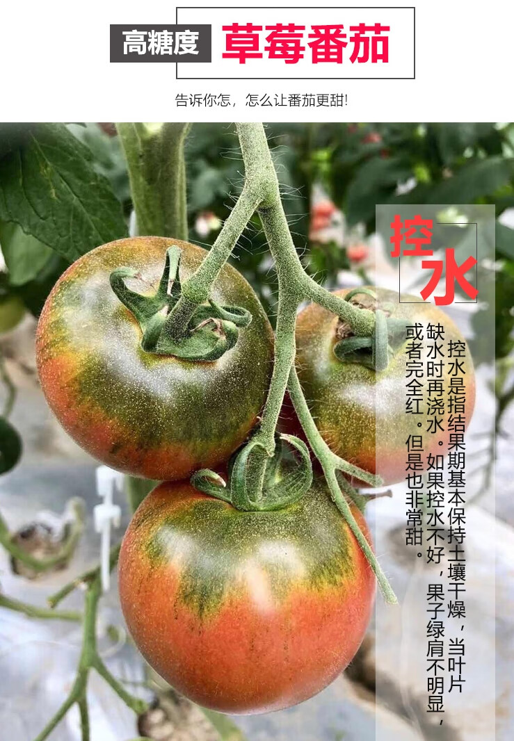 水果草莓番茄种子超甜番茄苗东北铁皮柿子种籽阳台大田春秋冬四季