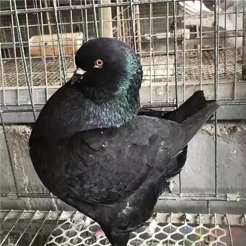 纯种活体一对巨大型元宝鸽子青年鸽肉鸽幼鸽观赏包活到家能养8斤 黑色