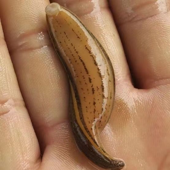 水蛭苗蚂蟥宽体金线蛭批发水蛭幼苗满月苗养殖基地活体发货 1000条