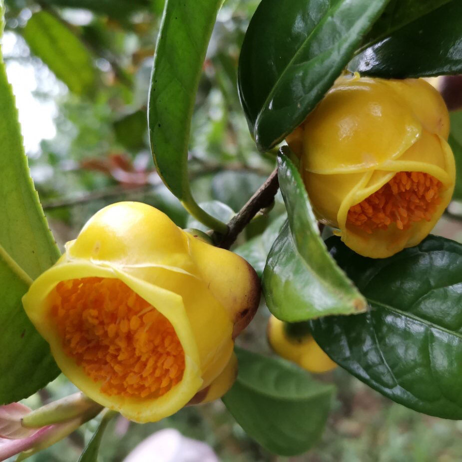 金花茶广西金花茶十万山野生金花茶冻干花农家茶25/35克/70克/18g