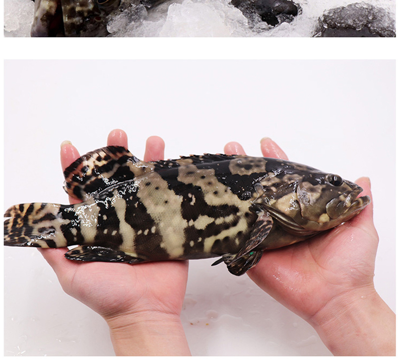 【冰鲜】 龙胆石斑鱼 老虎斑海鲜水产 活鱼约1000g/条 现杀(净膛)