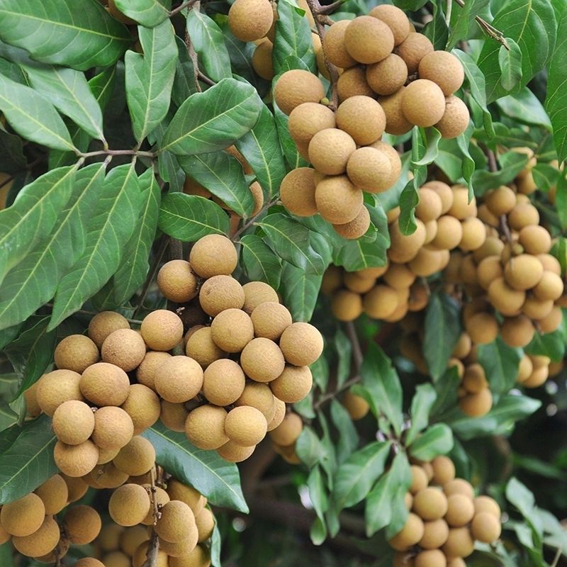 广东储粮龙眼石峡鲜桂圆5斤装当季水果热带水果5斤