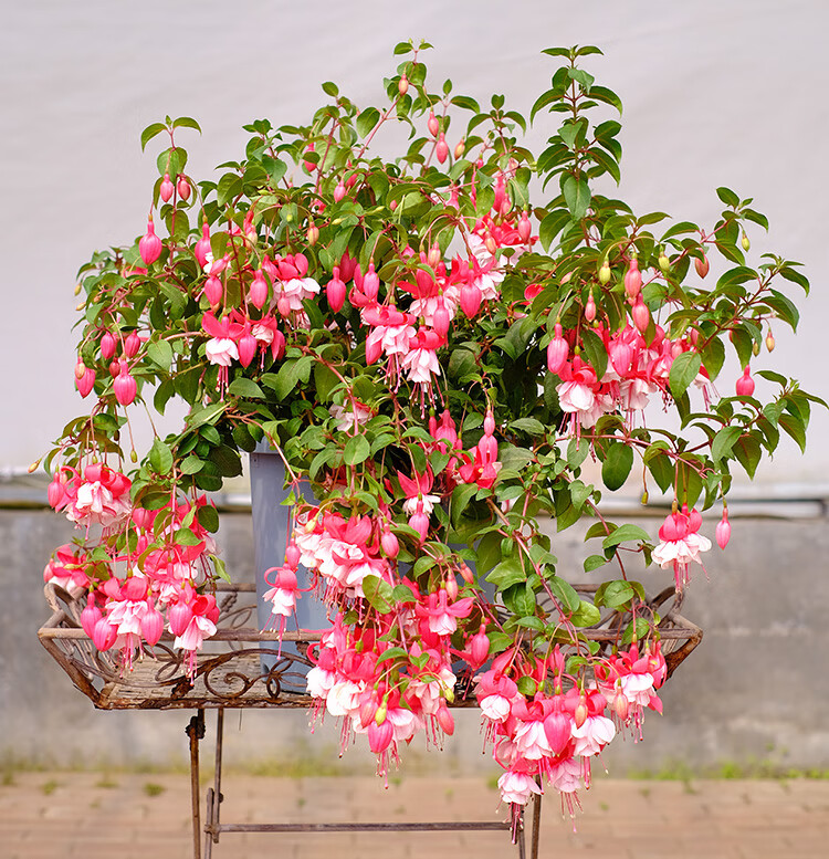欧因阳台重瓣倒挂金钟盆栽花卉绿植花苗灯笼花玫瑰海棠苗四季开花9nz