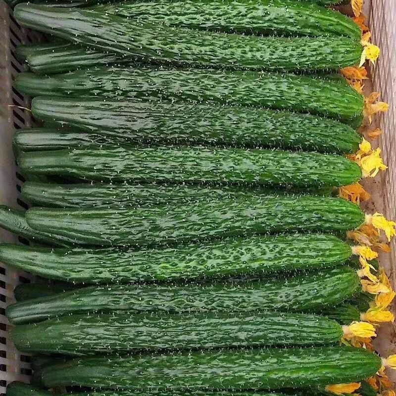 云南露天自家种植菜黄瓜510斤装采摘现摘现发青瓜嫩刺脆直瓜现摘新鲜