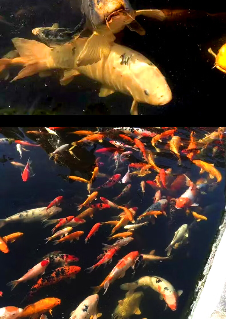 榮鬱耐養的魚冷水魚冬天不加溫金魚活魚錦鯉紅草魚缸淡水養活飼料打氧