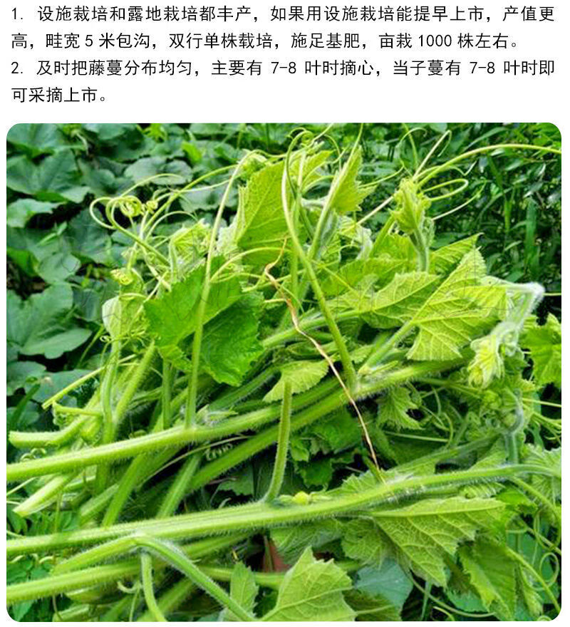 南瓜尖种子四季播阳台盆栽高产蔬菜种子香甜藤茎食用专吃藤茎嫩叶