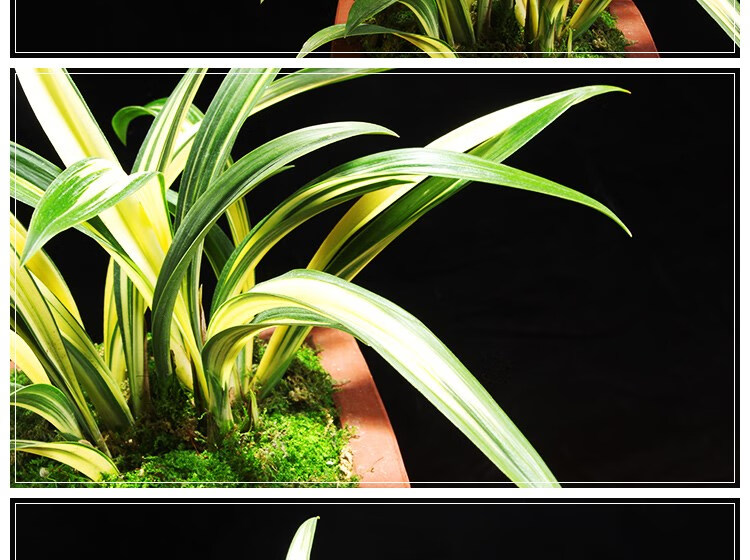 兰花苗墨兰矮种中透黄金达摩花卉绿植室内阳台好养盆栽 3苗连体1棵 送