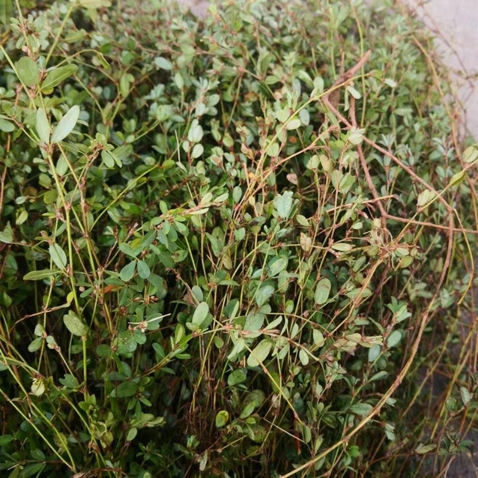 伟博野生人字草中药材丁葵龙草丁贵草苍蝇翼蚂蚁草 500克 500g【图片