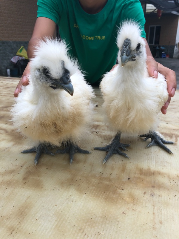 純種白鳳烏雞活苗泰和烏雞活體脫溫雞竹絲雞活物下蛋雞土雞五黑雞