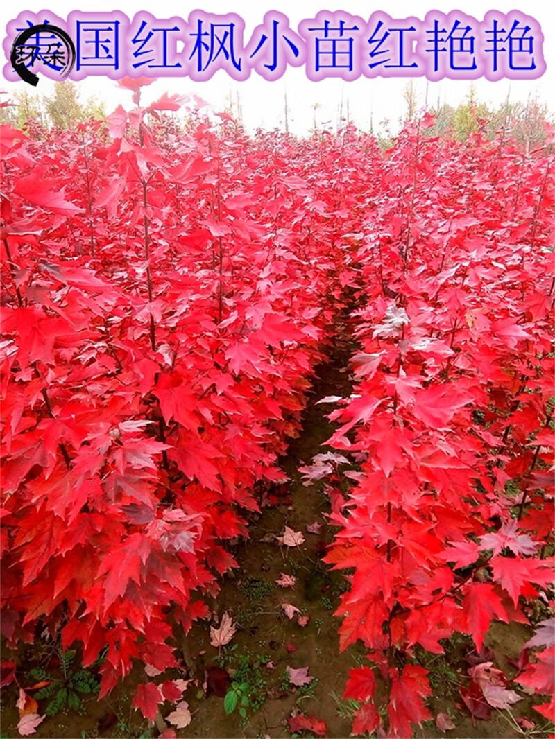 美国红枫树苗日本红枫树苗红冠红枫苗红舞姬四季庭院红枫树绿化苗木